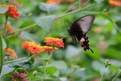 蝶绕花枝恋暖香（奥林巴斯卡片机拍蝴蝶）