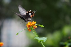 蝶绕花枝恋暖香（奥林巴斯卡片机拍蝴蝶）