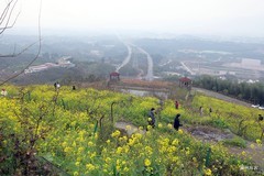 早春第一波油菜花