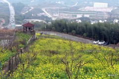 早春第一波油菜花