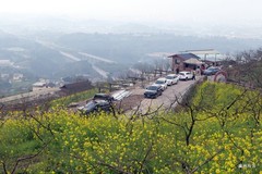 早春第一波油菜花