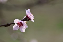 2026桃花（1）