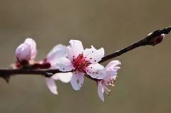 2026桃花（1）