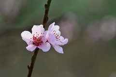 2026桃花（1）