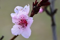 2026桃花（2）