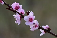 2026桃花（2）