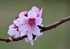 2026桃花（2）