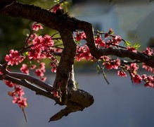 春花灿烂（12）
