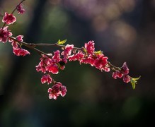 春花灿烂（12）