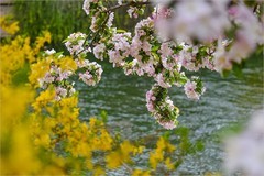 2026年第0318贴 - 元大都海棠花溪海棠花（0509）