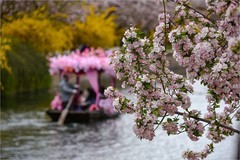 2026年第0319贴 - 元大都海棠花溪海棠花（0509）