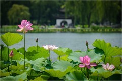 2026年第0544贴 -夏日荷花（0807）