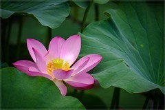 2026年第0544贴 -夏日荷花（0807）