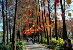 流花湖的红树林。