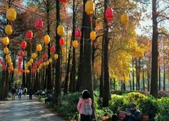 流花湖的红树林。