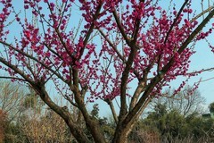 武汉梅花园（十六）