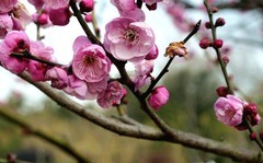 武汉梅花园（十六）