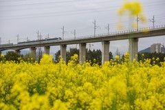 开往春天的列车