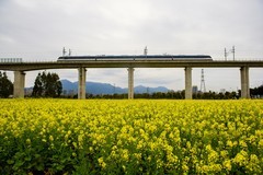 开往春天的列车