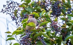 太平鸟（二十二）