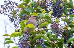 太平鸟（二十二）