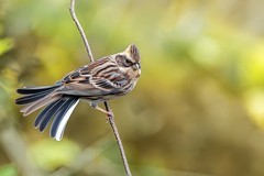 帝都寒冬里的小精灵