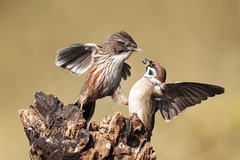 帝都寒冬里的小精灵