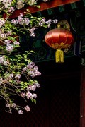 法源寺丁香花之三（完）