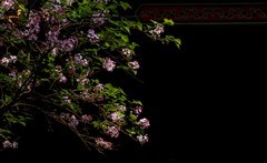 法源寺丁香花之三（完）