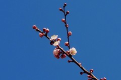 人民公园之春——杏花（1）