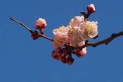 人民公园之春——杏花（1）