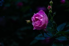月季
