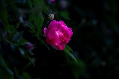 月季