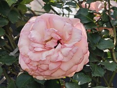 拍摄花卉一（1047）