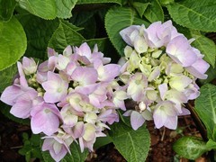 拍摄花卉一（1047）