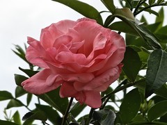 拍摄花卉一（1048）
