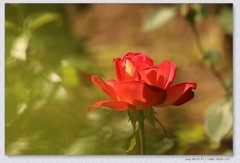月季花【丙午年-113】
