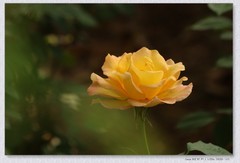 月季花【丙午年-105】补发