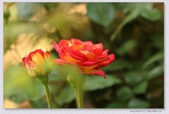 月季花【丙午年-105】补发