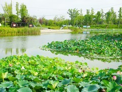 【今日立秋】走进广汉三星湖