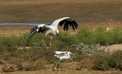 东方白鹳（19）