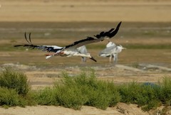 东方白鹳（19）