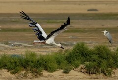 东方白鹳（19）