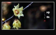 寒风里飘逸腊梅香