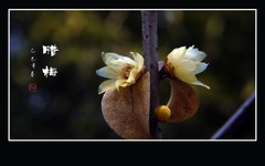 寒风里飘逸腊梅香