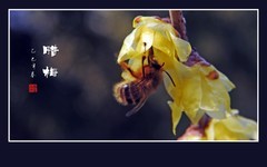 寒风里飘逸腊梅香