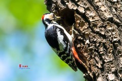 林中啄木鸟（54）