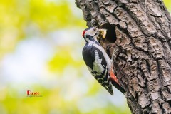 林中啄木鸟（54）