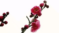 寒冬腊月梅花开