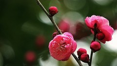 寒冬腊月梅花开